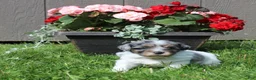 Shihpoo dogs for sale: Shihpoo *Daisy* - Ad 1