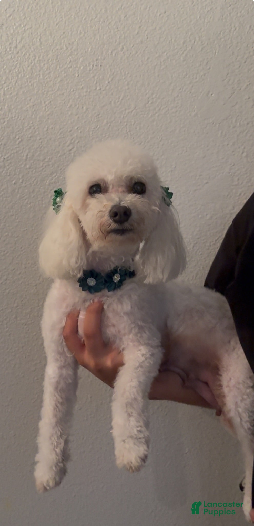 Miniature Poodle dogs Miniature Poodle 4 - Ad 2