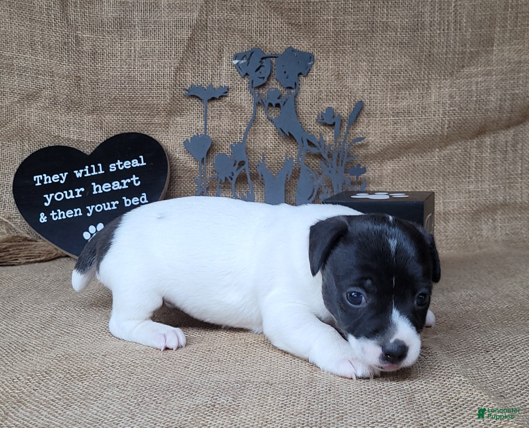 Jack Russell Terrier dogs Pebbles purebred JRT DELIVERY AVAILABLE  - Ad 9