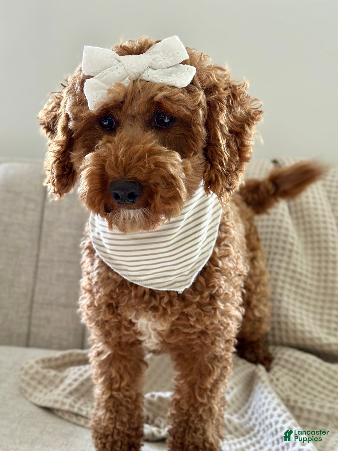 Mini Goldendoodle dogs for sale: Gingersnap-petite  - Ad 5