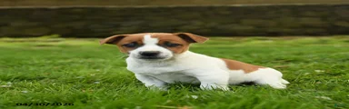 Handsome