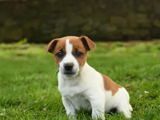 Jack Russell Terrier dogs for sale: Handsome - Ad 1