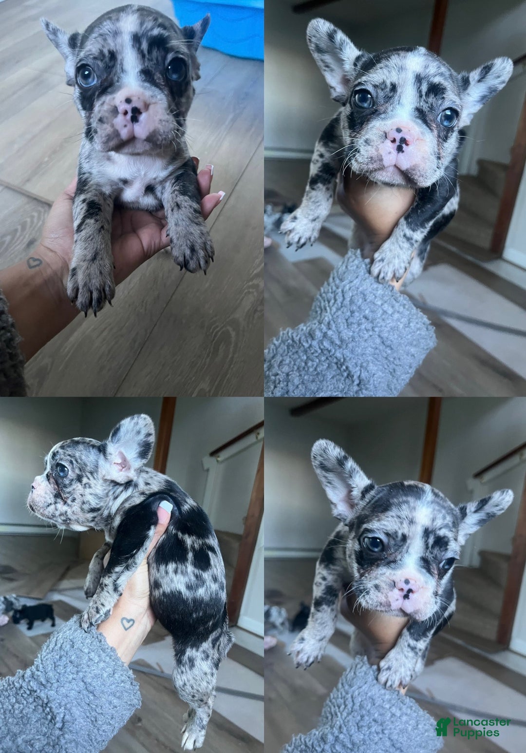 French Bulldog dogs for sale: Lulu - Ad 1