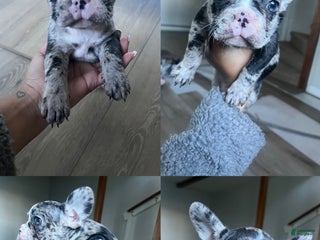 French Bulldog dogs for sale: Lulu - Ad 3