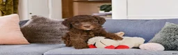 Mini Goldendoodle dogs for sale: Cliffy - Ad 1