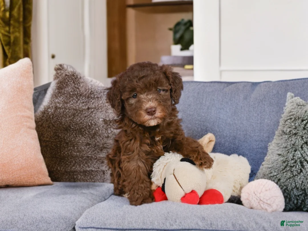 Mini Goldendoodle dogs for sale: Cliffy - Ad 1