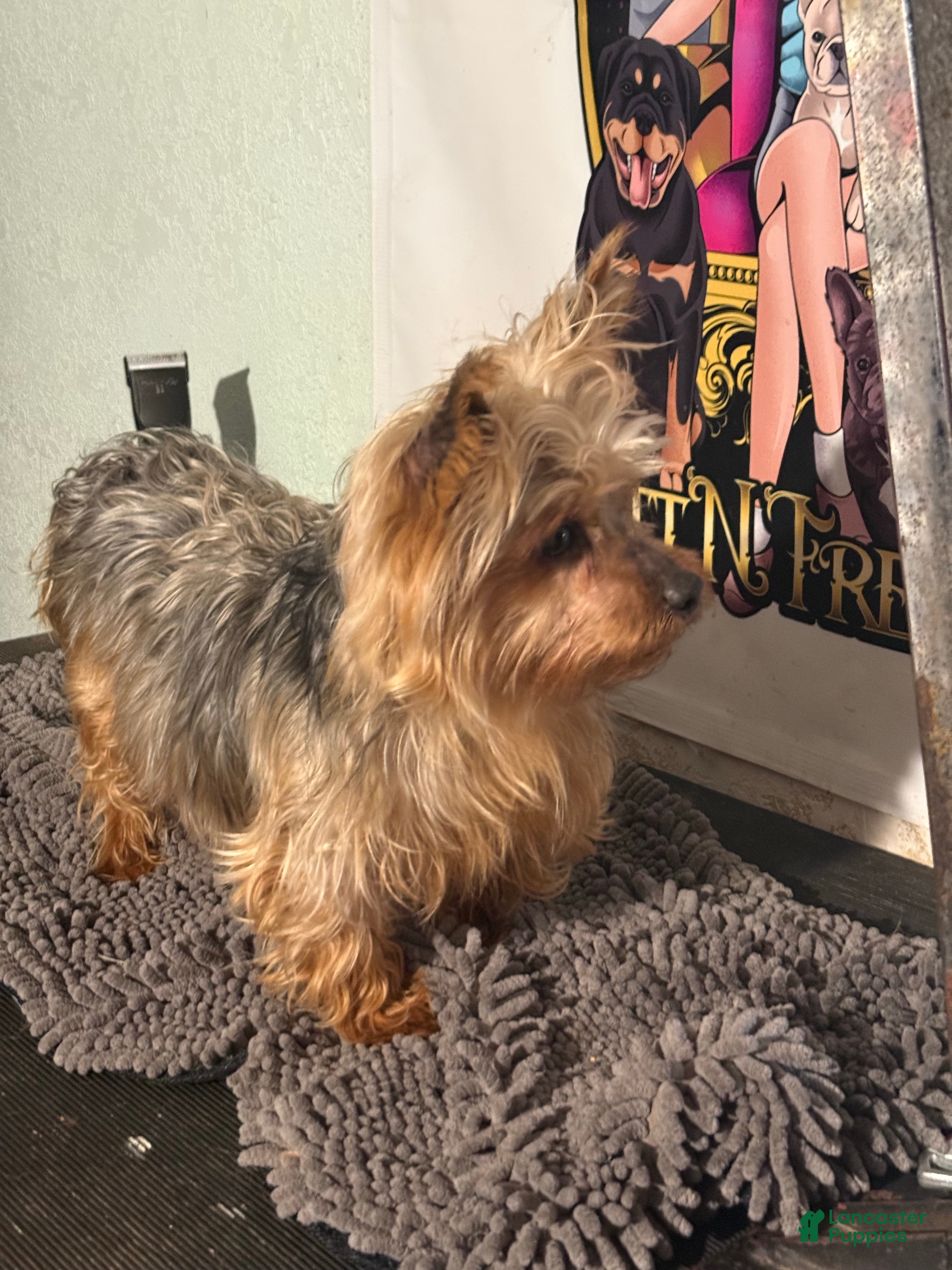 Mixed Breed dogs Ol Girl Yorkie - Ad 25