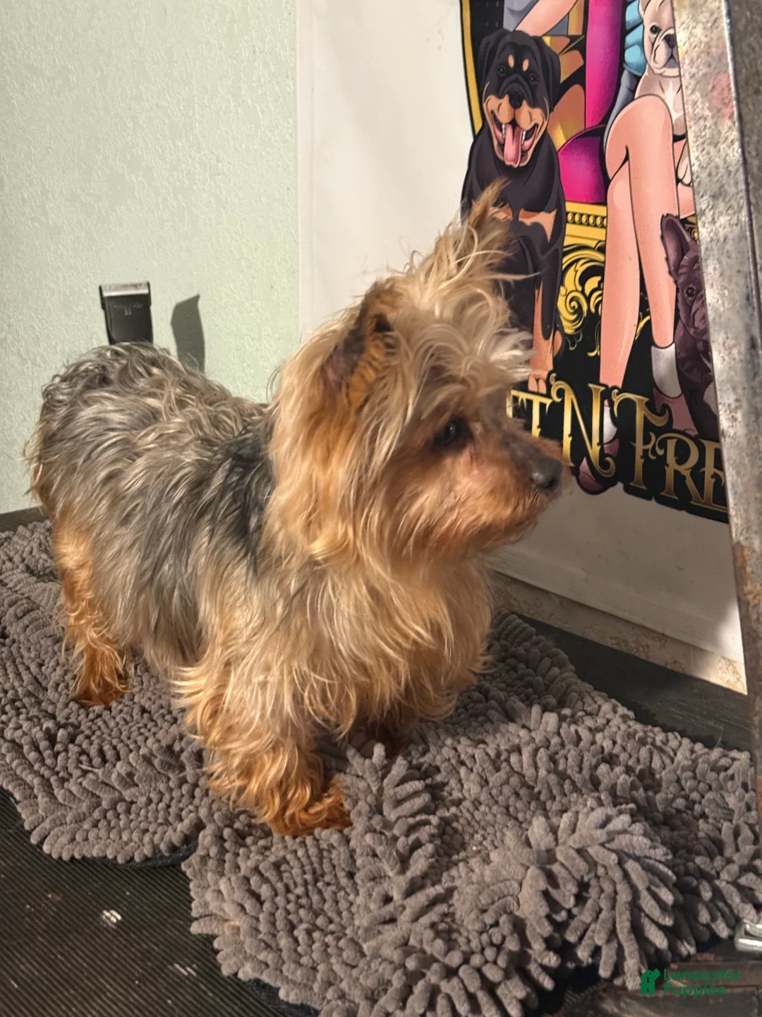 Mixed Breed dogs for sale: Ol Girl Yorkie - Ad 1