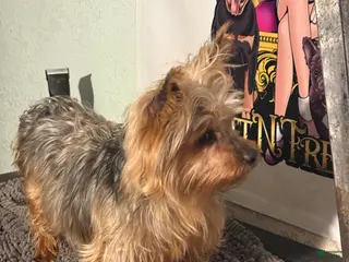Mixed Breed dogs Ol Girl Yorkie - Ad 25