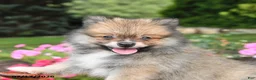 Pomeranian dogs for sale: Rascal - Ad 3