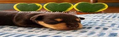 Miniature Schnauzer 1