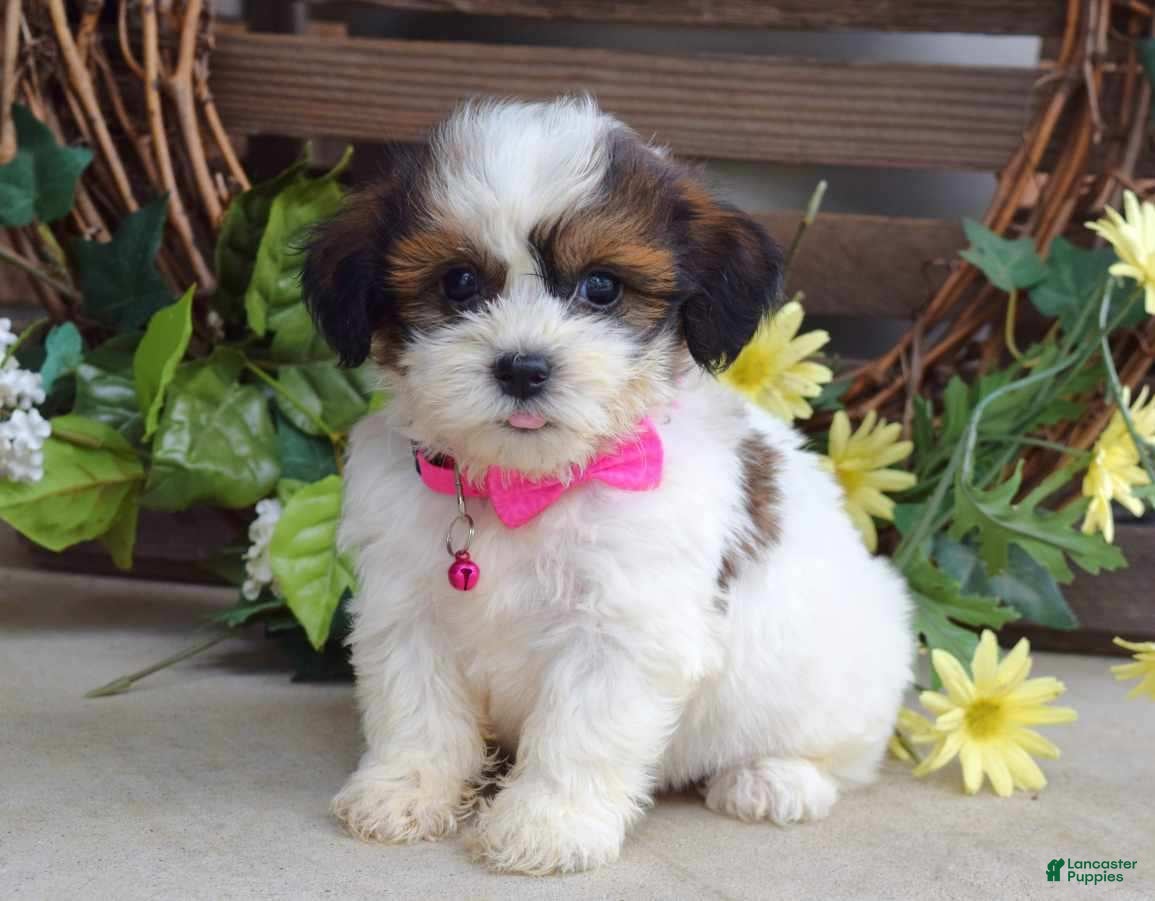 Teddy Bear dogs Rose - Ad 1