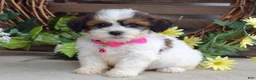 Teddy Bear dogs for sale: Rose - Ad 1