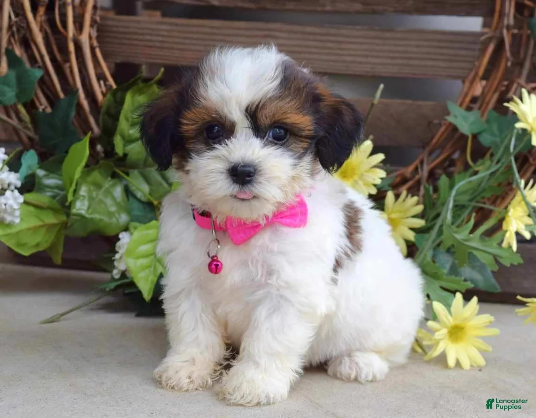 Teddy Bear dogs for sale: Rose - Ad 1