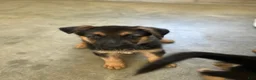 German Shepherd dogs for sale: Navy - Ad 10