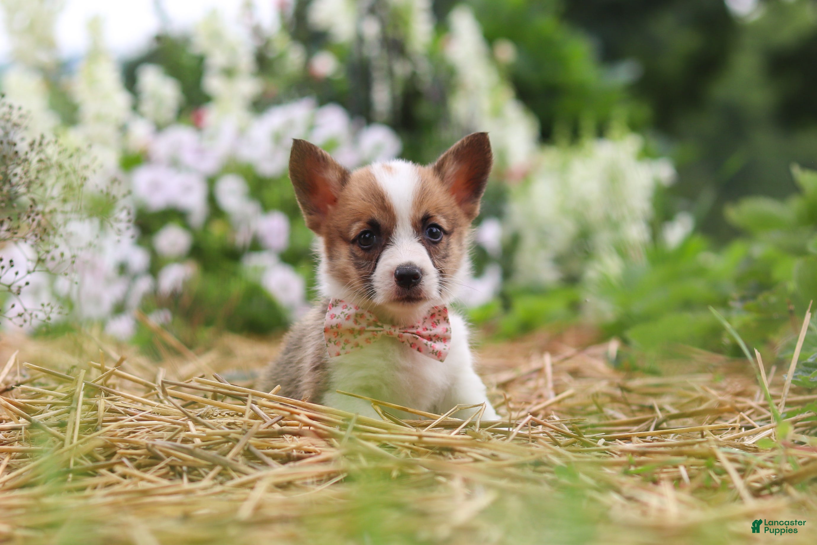 Welsh Corgi Pembroke dogs Pepper - Ad 2