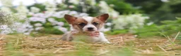 Welsh Corgi Pembroke dogs for sale: Pepper - Ad 2