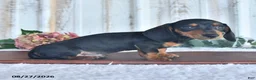 Miniature Dachshund dogs for sale: Midnight - Ad 3