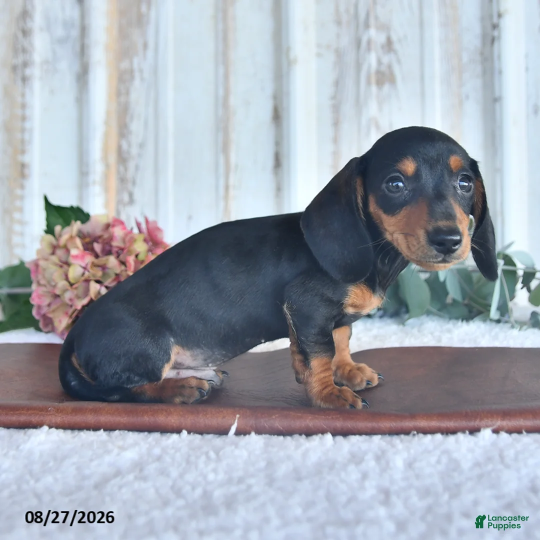 Miniature Dachshund dogs for sale: Midnight - Ad 3