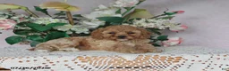 Cavapoo dogs for sale: Macey - Ad 5