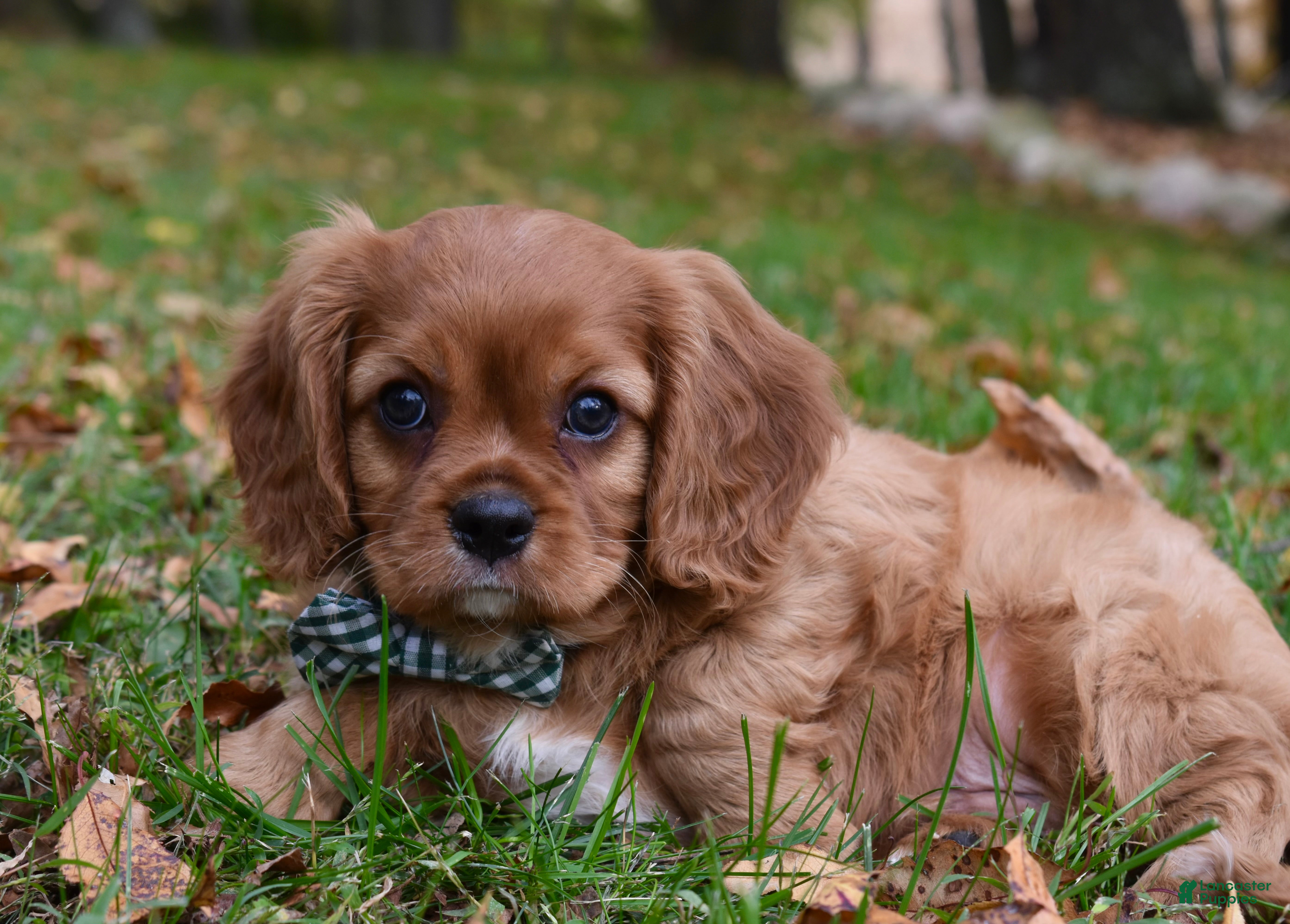 Cavalier King Charles Spaniel dogs for sale: Victor - Ad 39