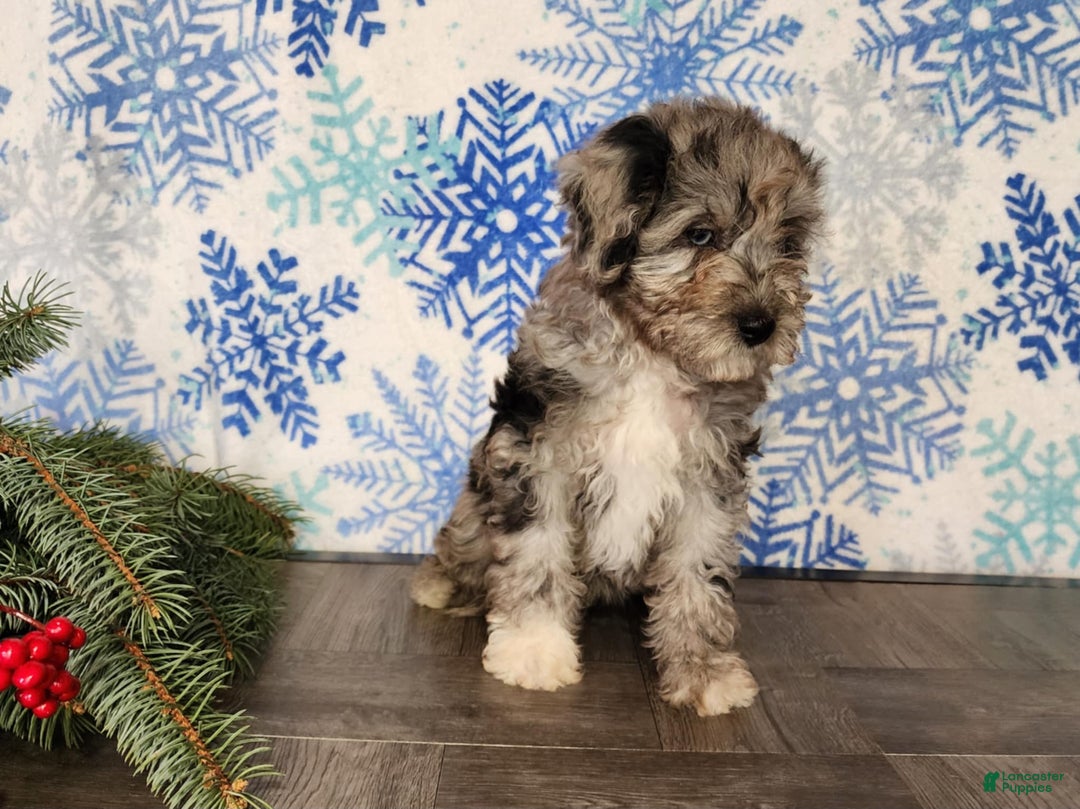 Mini Bernedoodle dogs for sale: Angel - Ad 23