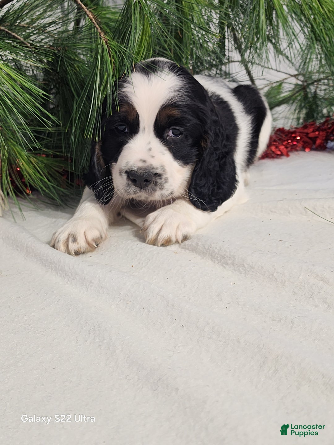 English Springer Spaniel dogs for sale: Miller  - Ad 4
