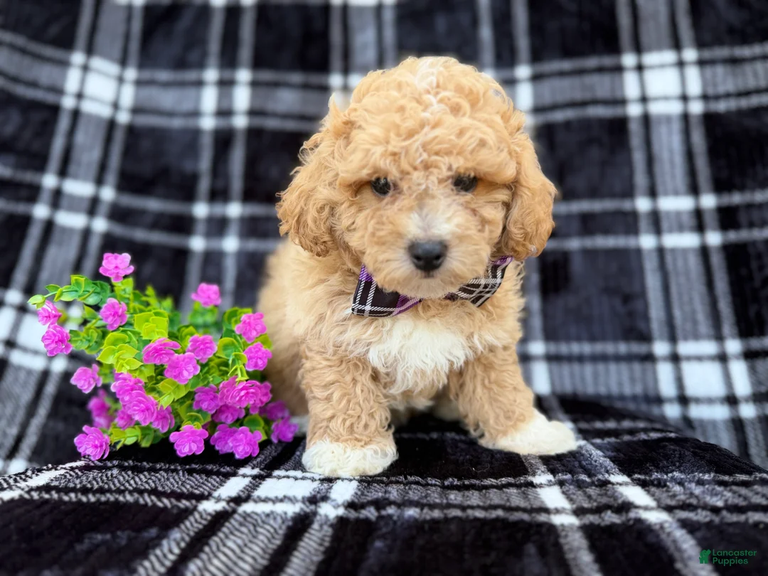 Bichpoo dogs for sale: Baxter  - Ad 5