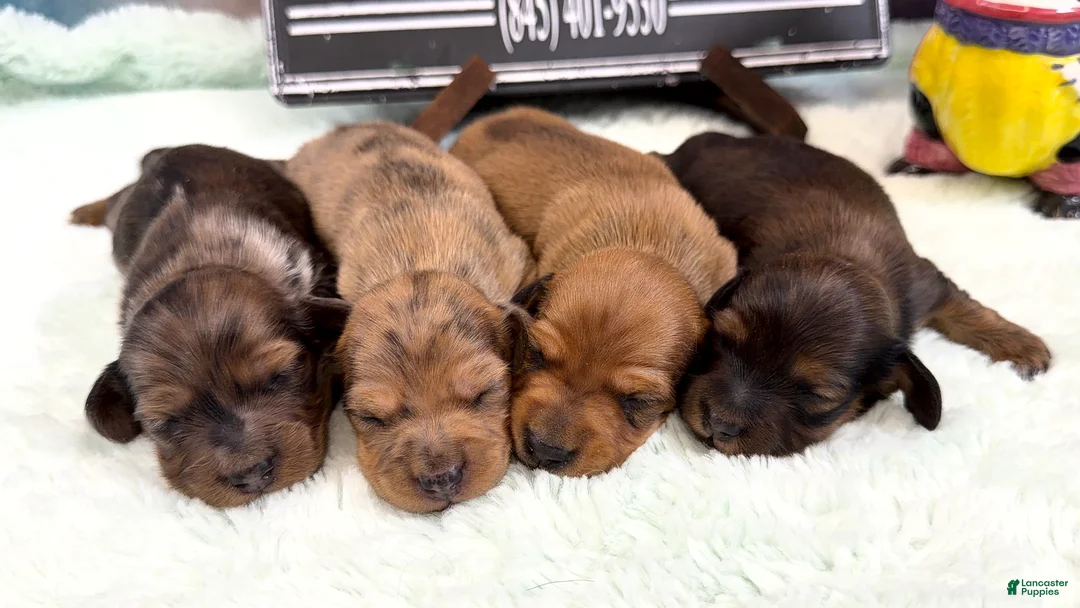 Miniature Dachshund dogs for sale: Lh Shaded red - Ad 2