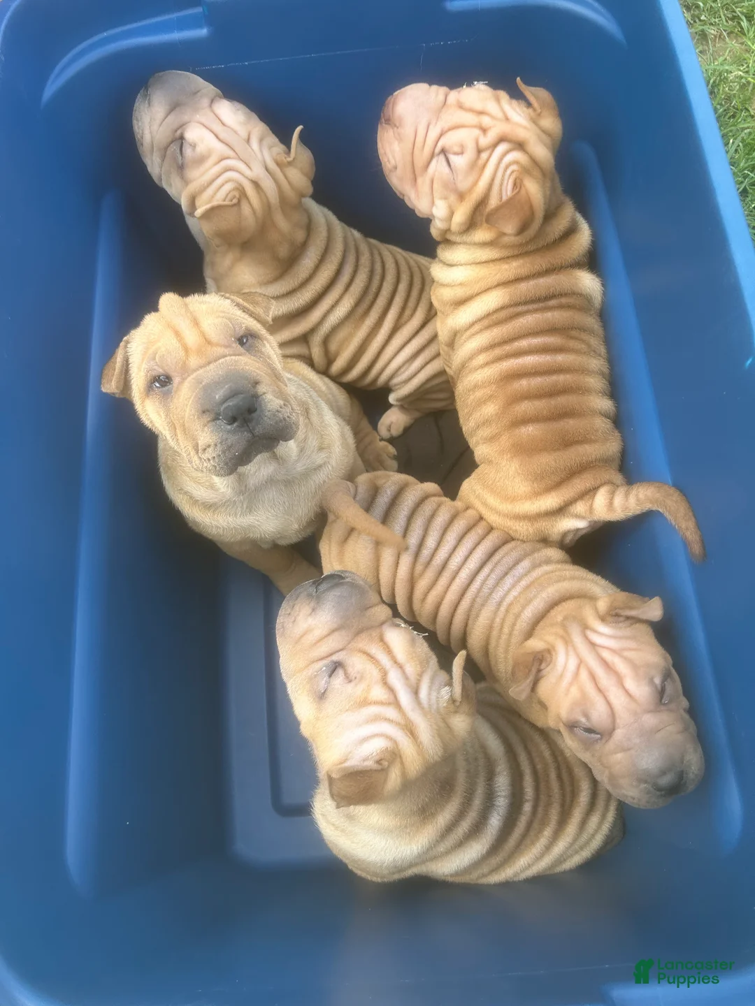 Shar Pei dogs for sale: Shar PeiPuppies - Ad 1