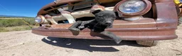 Mixed Breed dogs for sale: Jr. Mits - Ad 1