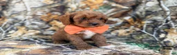 Cavapoo dogs for sale: Nacho - Ad 8