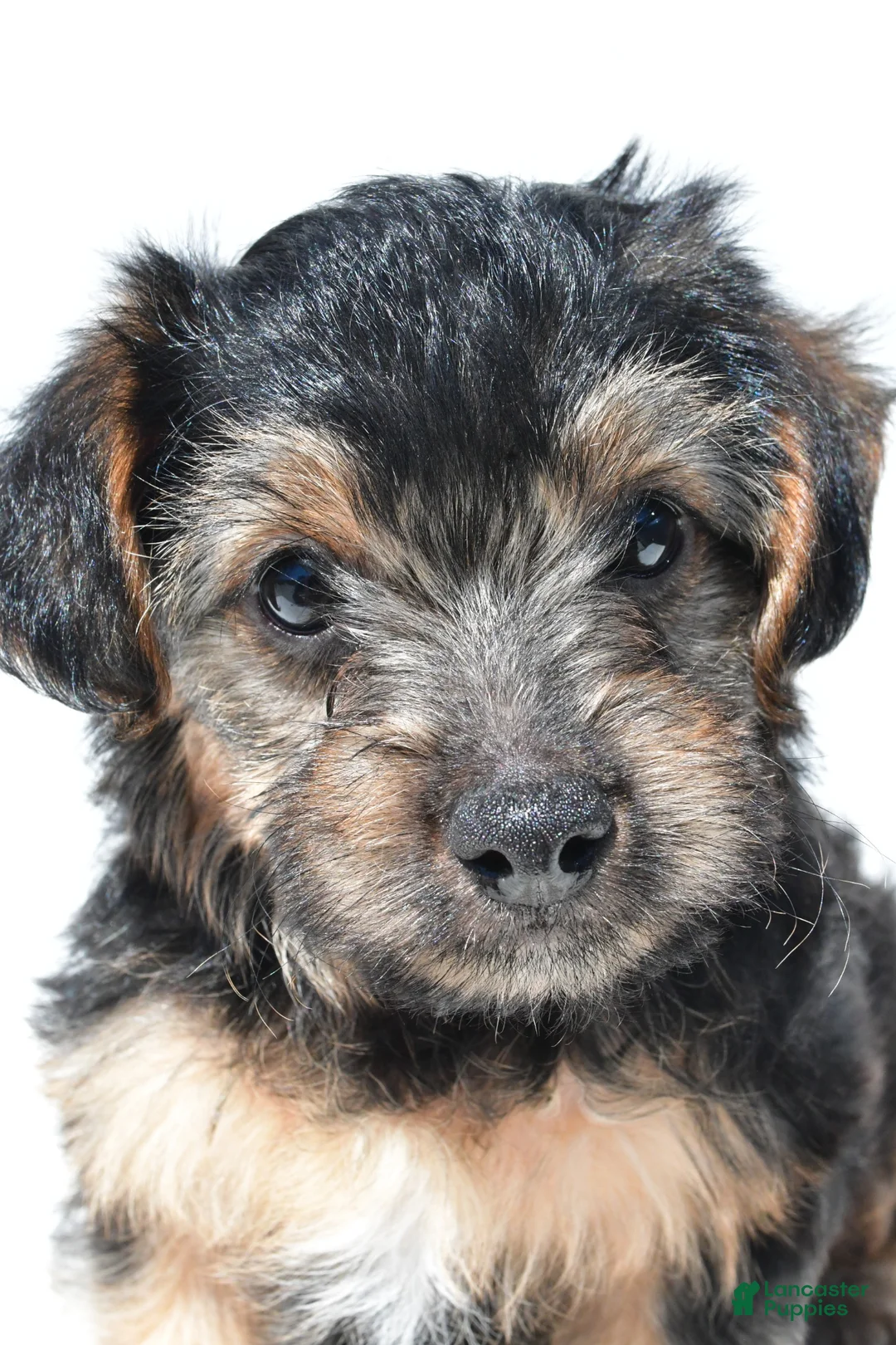 Schnoodle dogs for sale: Riley - Ad 11