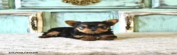 Yorkshire Terrier dogs for sale: Penny - Ad 4
