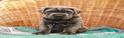 Cane Corso dogs for sale: Big Joe (Champion Bloodline) - Ad 3