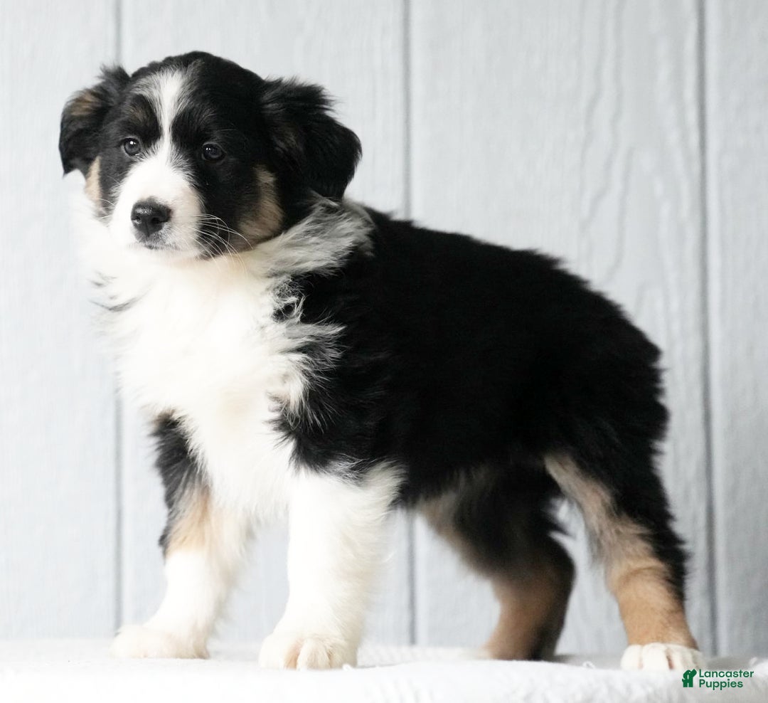 Australian Shepherd dogs for sale: Crystal - Ad 2
