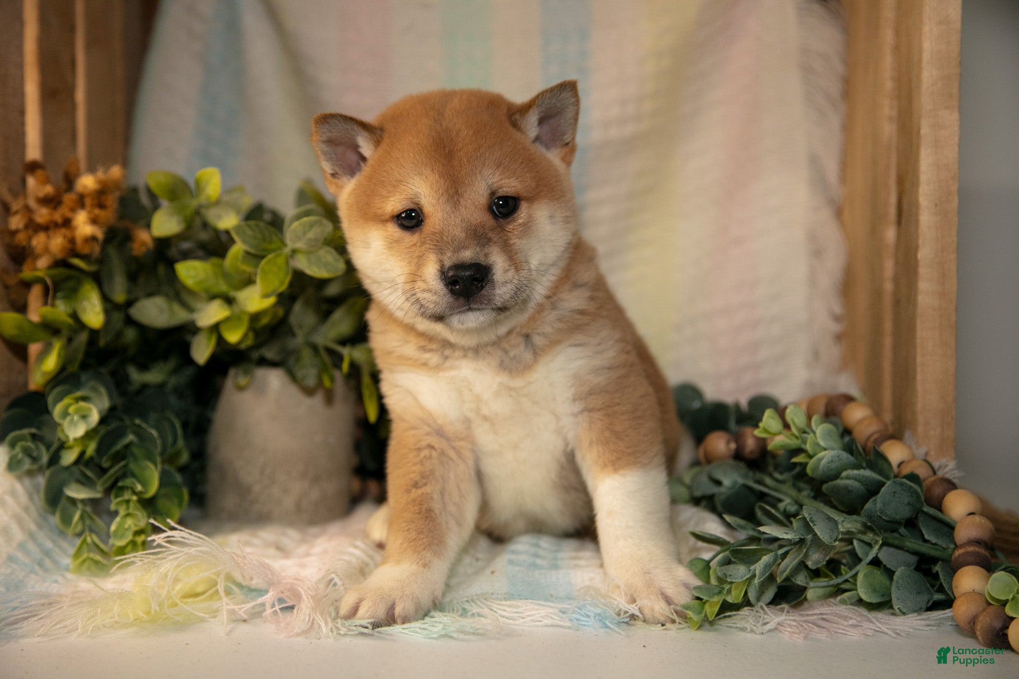 Shiba Inu dogs Fisher - Ad 2
