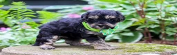 Yorkiepoo dogs for sale: Spike - Ad 5