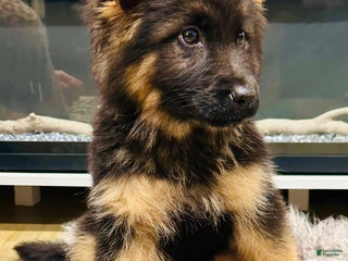 German Shepherd dogs - Ad 11