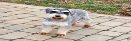 Miniature Schnauzer dogs for sale: Washington - Ad 7