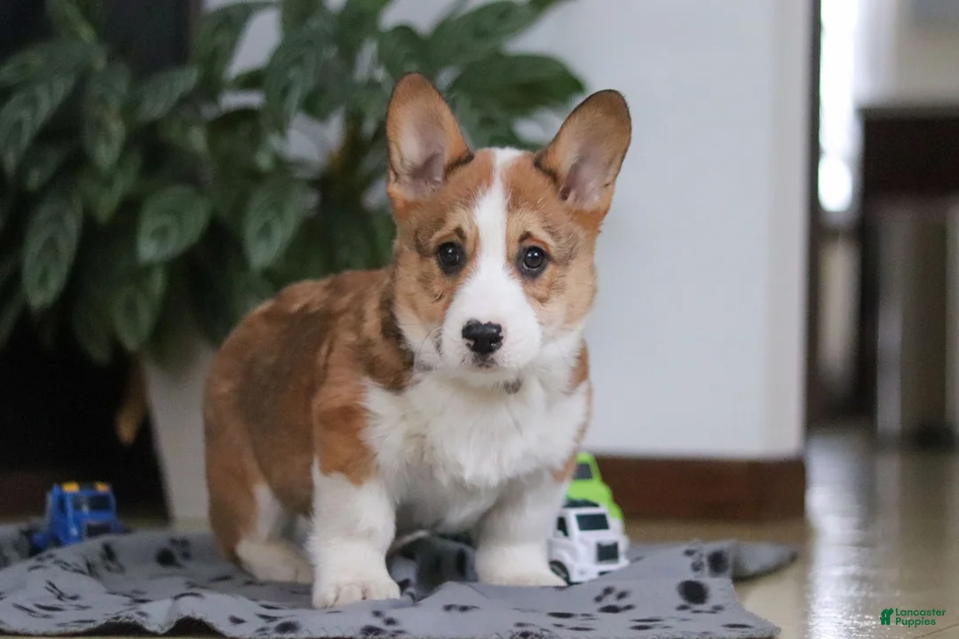 Welsh Corgi Pembroke dogs for sale: Jack - Ad 5