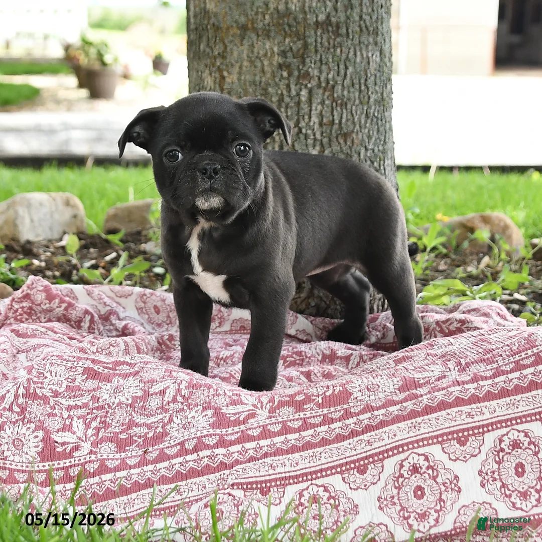 Mixed Breed dogs for sale: Helen - Ad 1