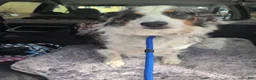 Australian Shepherd dogs for sale: Australian Shepherd Puppy 2 - Ad 3