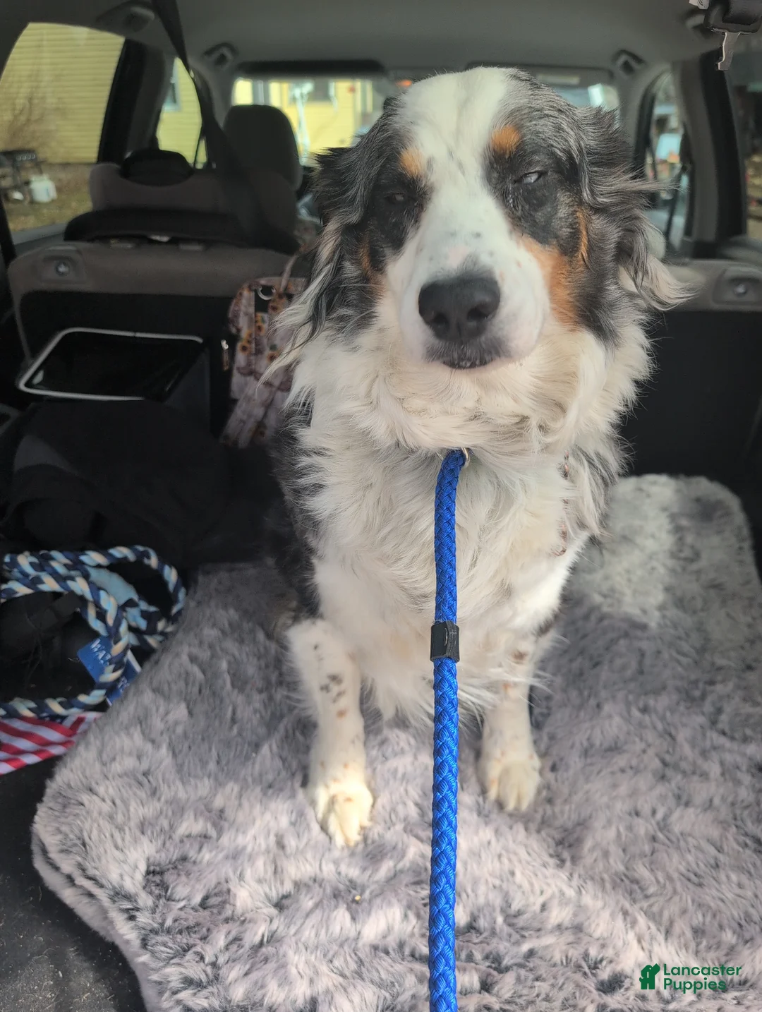Australian Shepherd dogs for sale: Australian Shepherd Puppy 2 - Ad 3