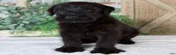 Giant Schnauzer dogs for sale: Kenny - Ad 5