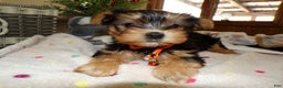 Yorkshire Terrier dogs for sale: Yorkshire Terrier Puppy 1 Toto - Ad 2