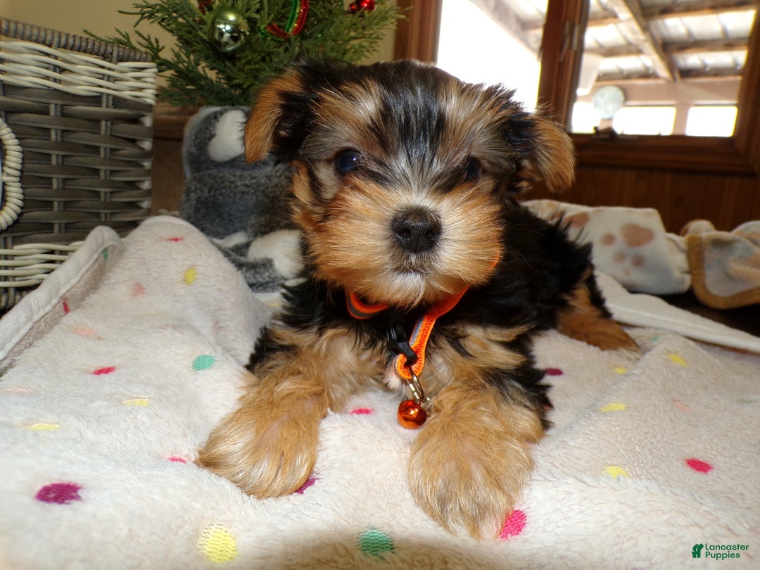 Yorkshire Terrier dogs for sale: Yorkshire Terrier Puppy 1 Toto - Ad 2