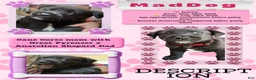Mixed Breed dogs for sale: MadDog - Ad 2