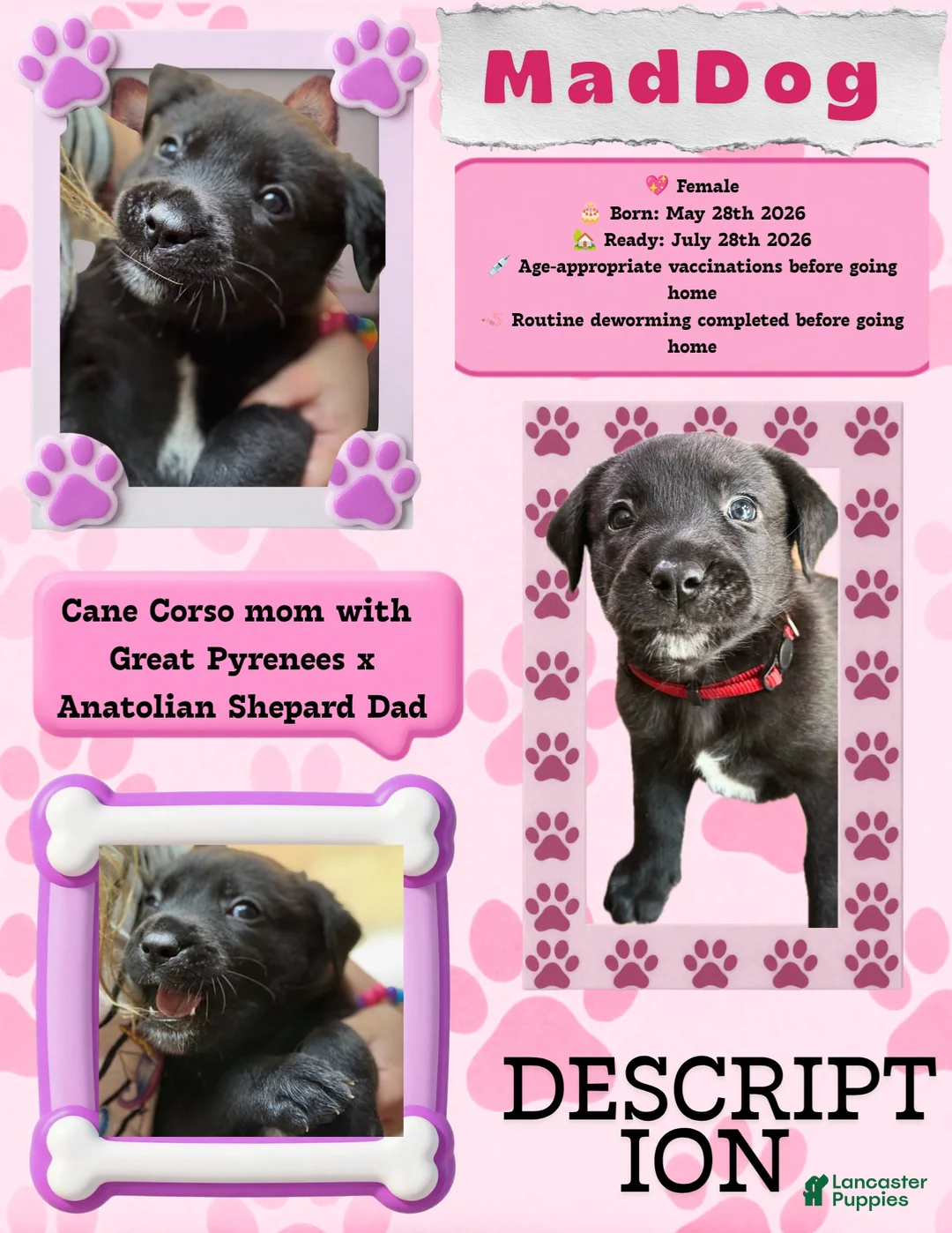 Mixed Breed dogs for sale: MadDog - Ad 2
