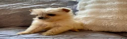 Shorkie dogs for sale: Honey - Ad 4